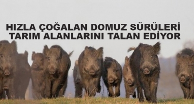 Hızla Çoğalan Domuz Sürüleri Tarım Alanlarını Talan Ediyor