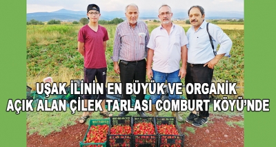 Uşak İlinin En Büyük ve Organik Açık Alan Çilek Tarlası Comburt Köyü’nde